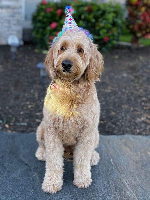 Kona, office dog